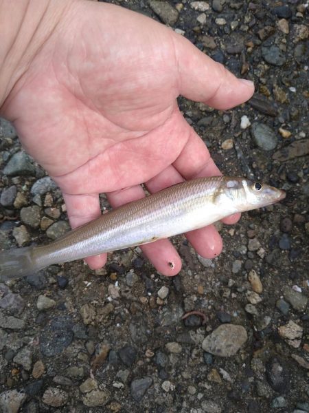 渋いキスの反応